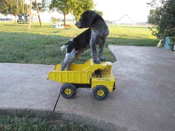German Shorthaired Pointer