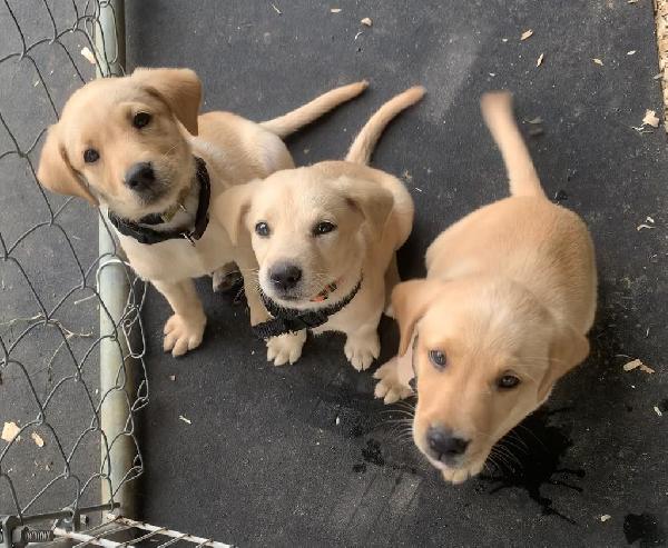 AKC LABRADOR RETRIEVER PUPPIES