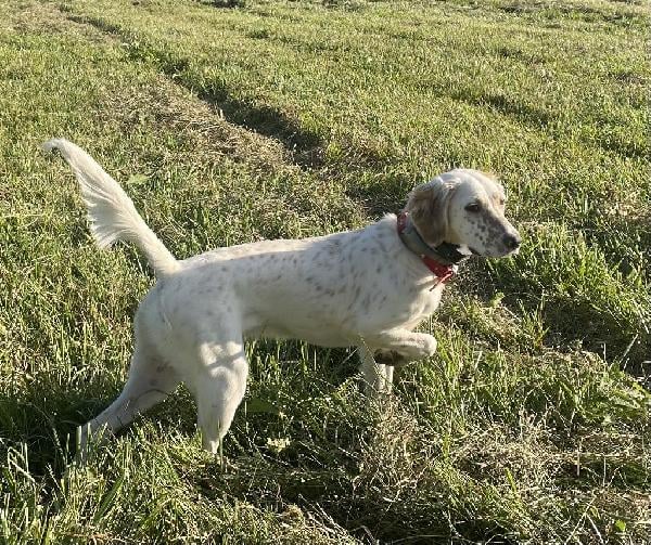 STARTED SETTER PUP English Setter