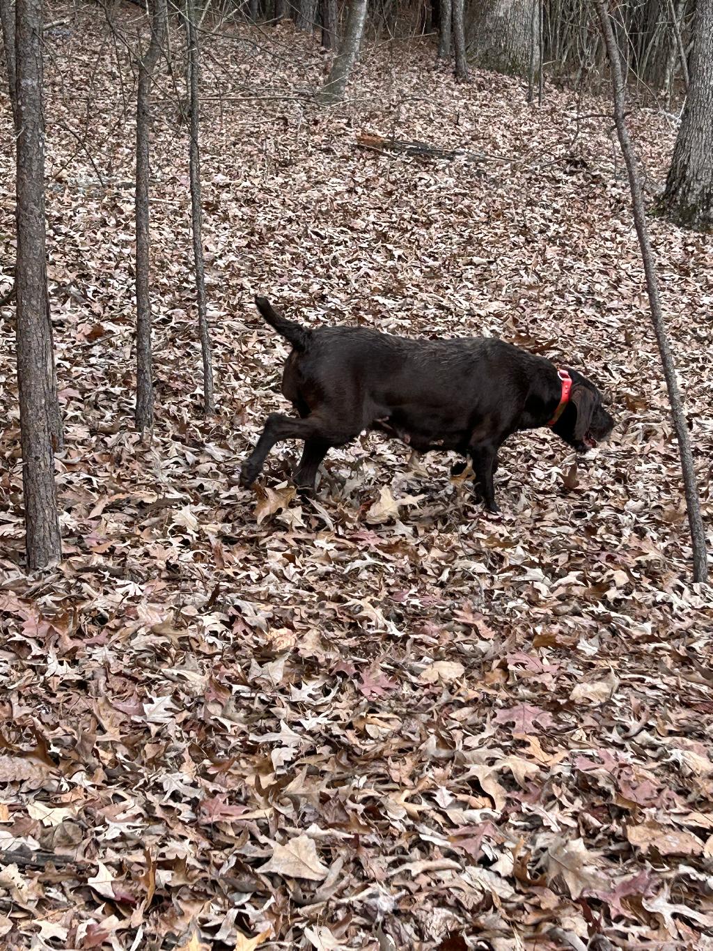 STARTED PUDELPOINTER Pudelpointer