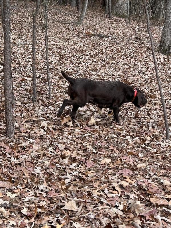 STARTED PUDELPOINTER Pudelpointer