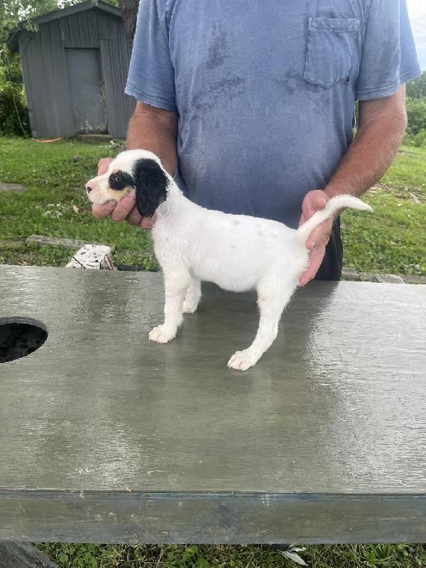 English Setter