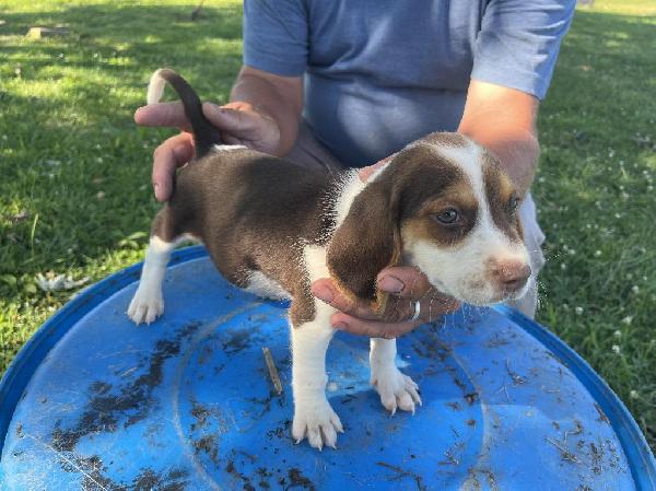 Beagle