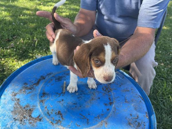 Beagle