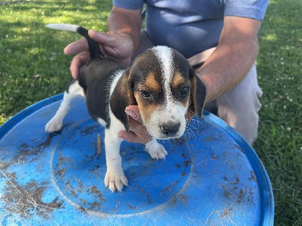 Beagle