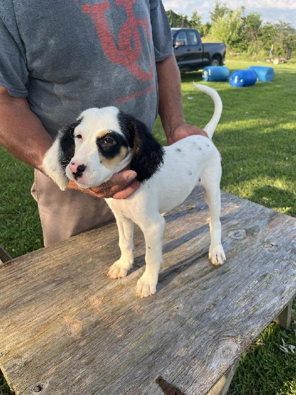 English Setter