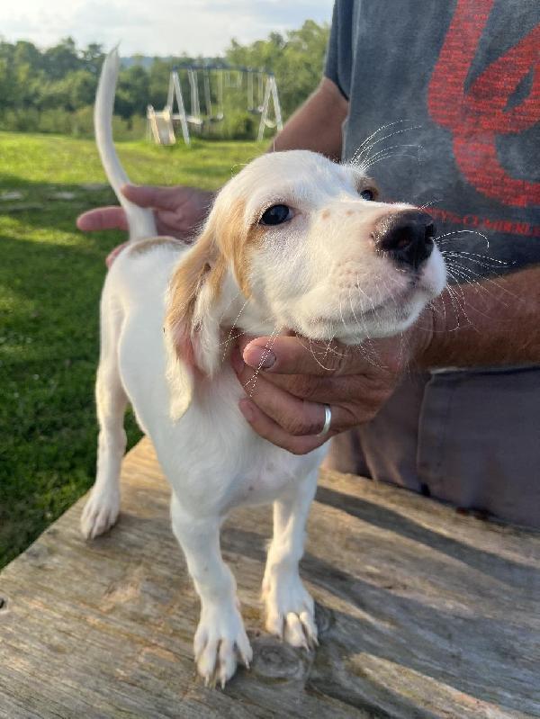 English Setter