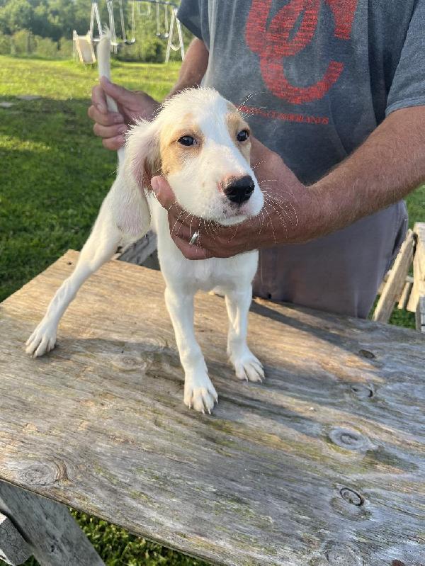 English Setter
