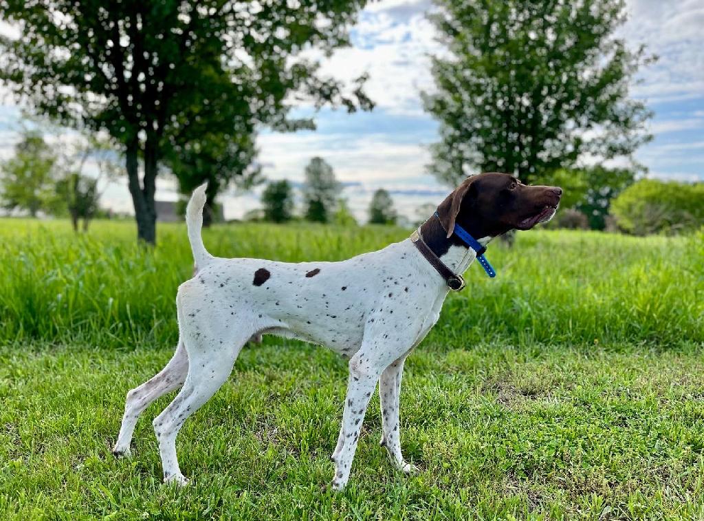 STUD…. NAGDC FC AFC CIRCLE H’S TRU GRIT German Shorthaired Pointer