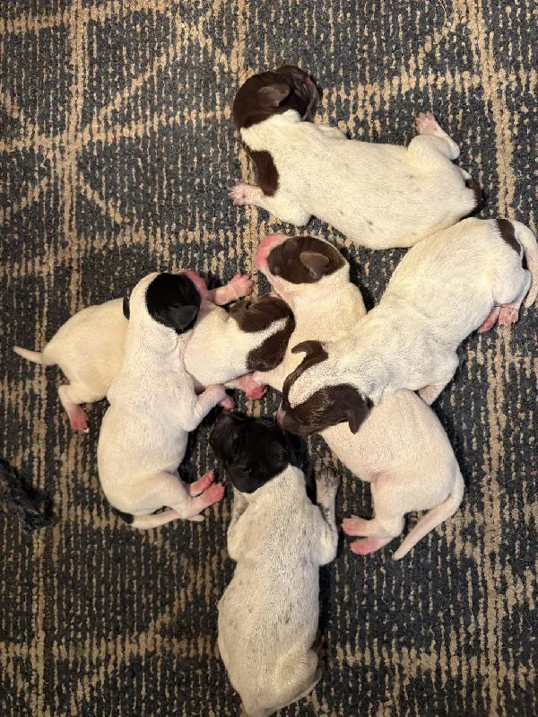 AKC REGISTERED GERMAN SHORTHAIR POINTERS German Shorthaired Pointer