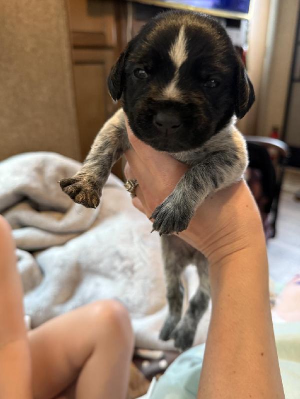 AKC GERMAN WIREHAIRED POINTER PUPS German Wirehaired Pointer