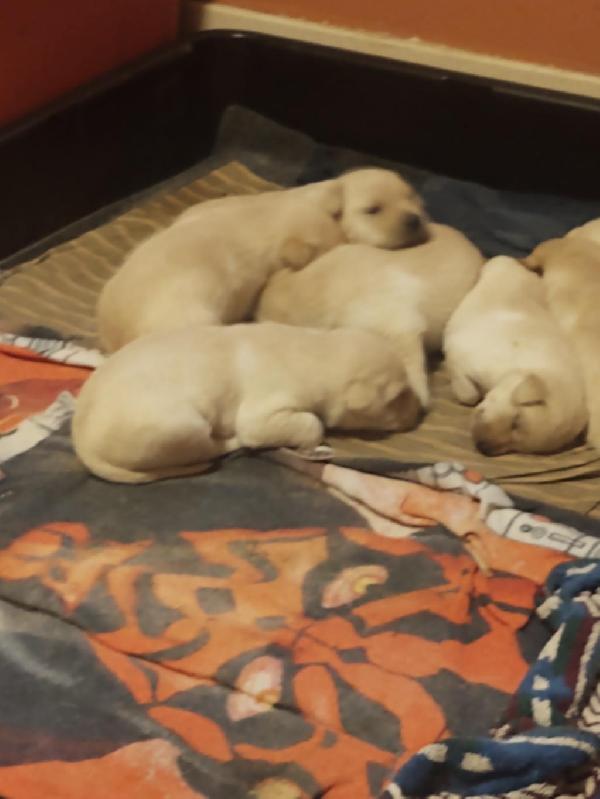 Labrador Retriever
