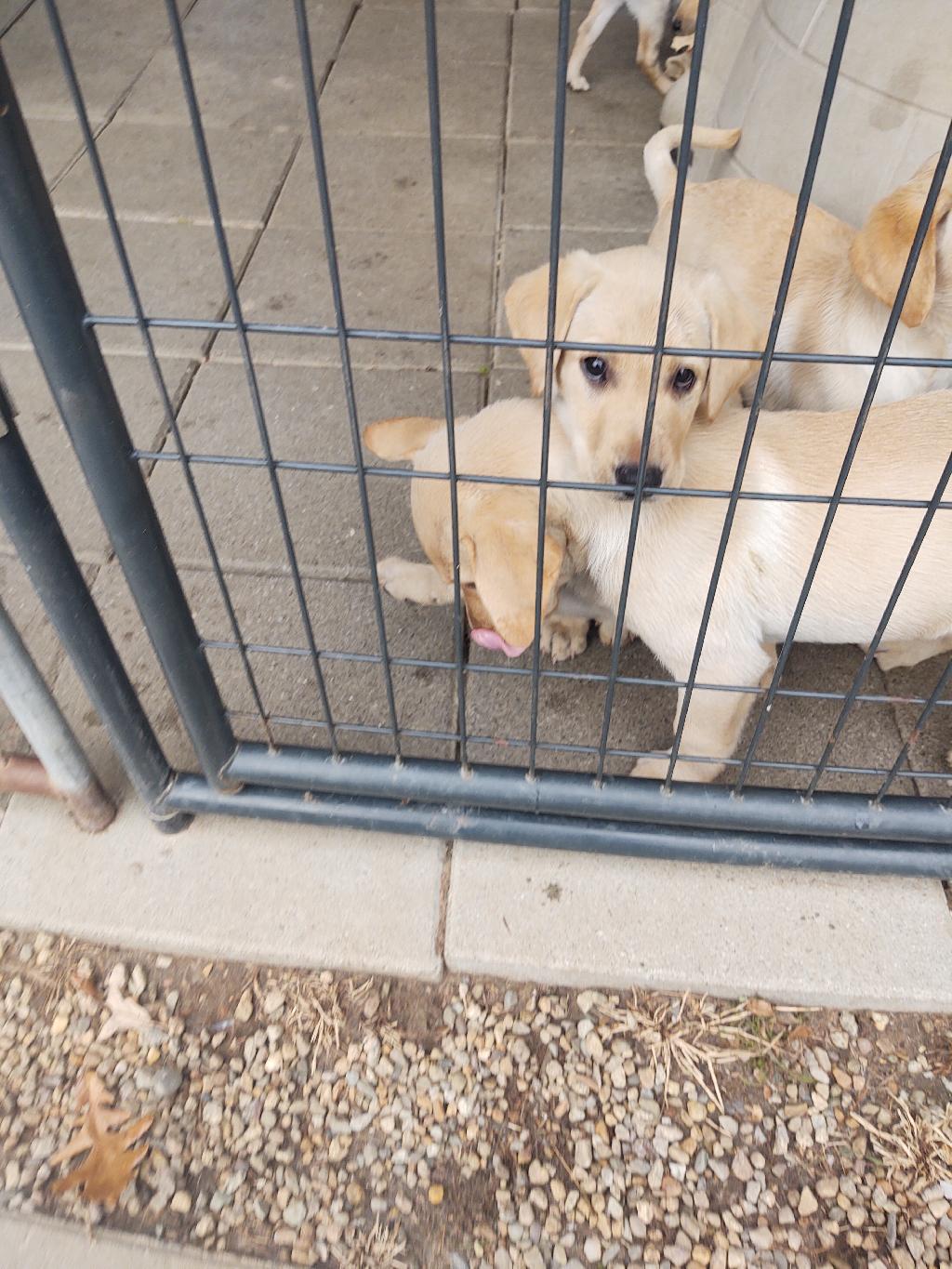 FOR SALE Labrador Retriever
