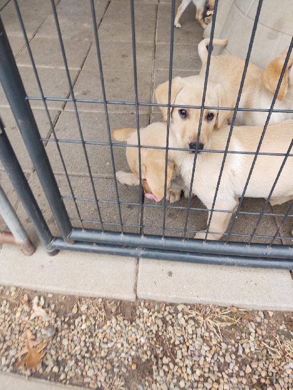 FOR SALE Labrador Retriever