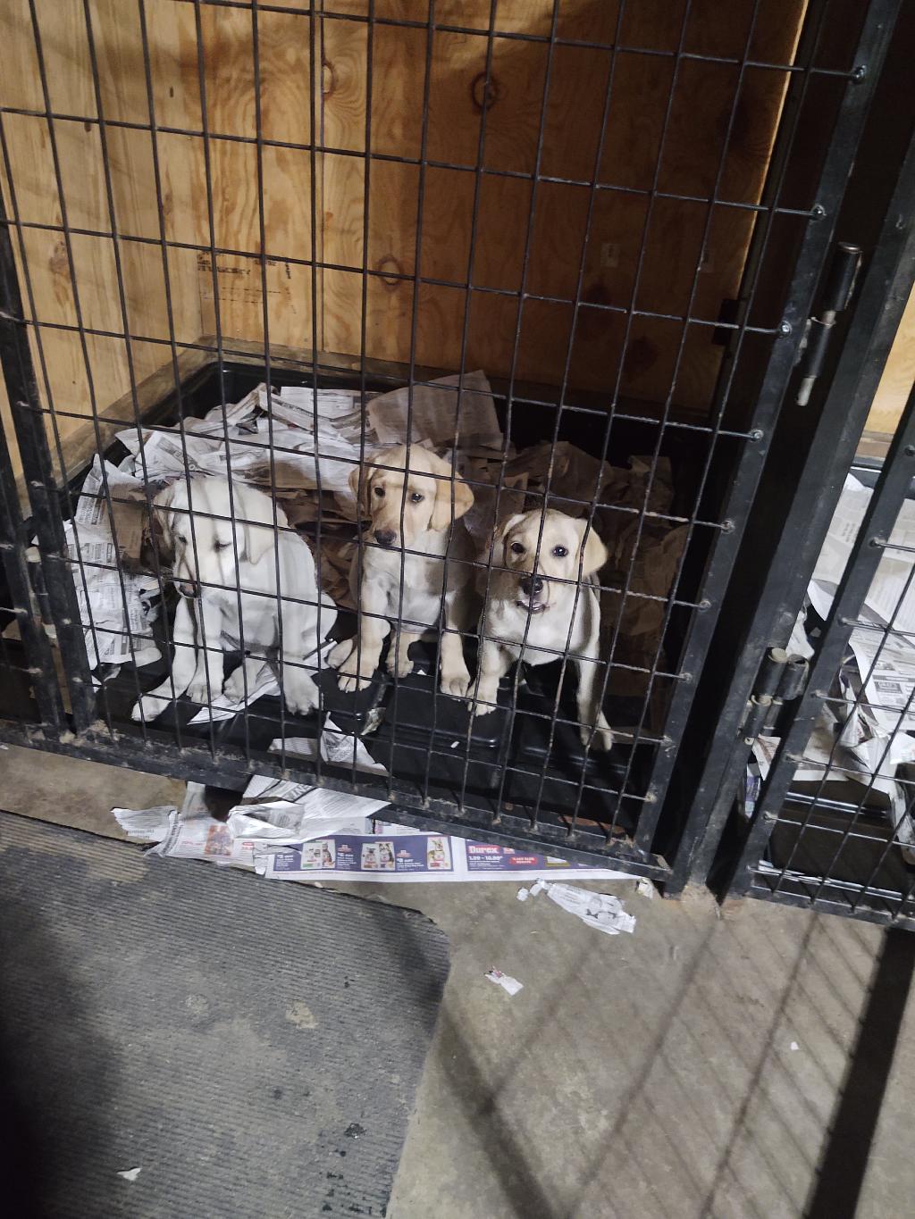 FOR SALE Labrador Retriever