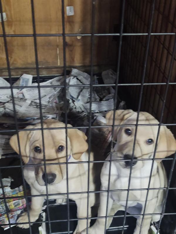 FOR SALE AKC YELLOW LABS Labrador Retriever