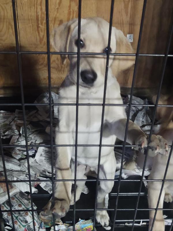 FOR SALE AKC YELLOW LABS FEMALES Labrador Retriever