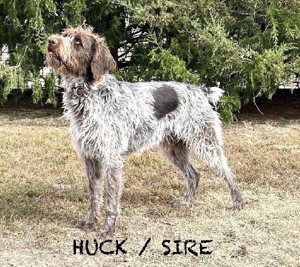 German Wirehaired Pointer