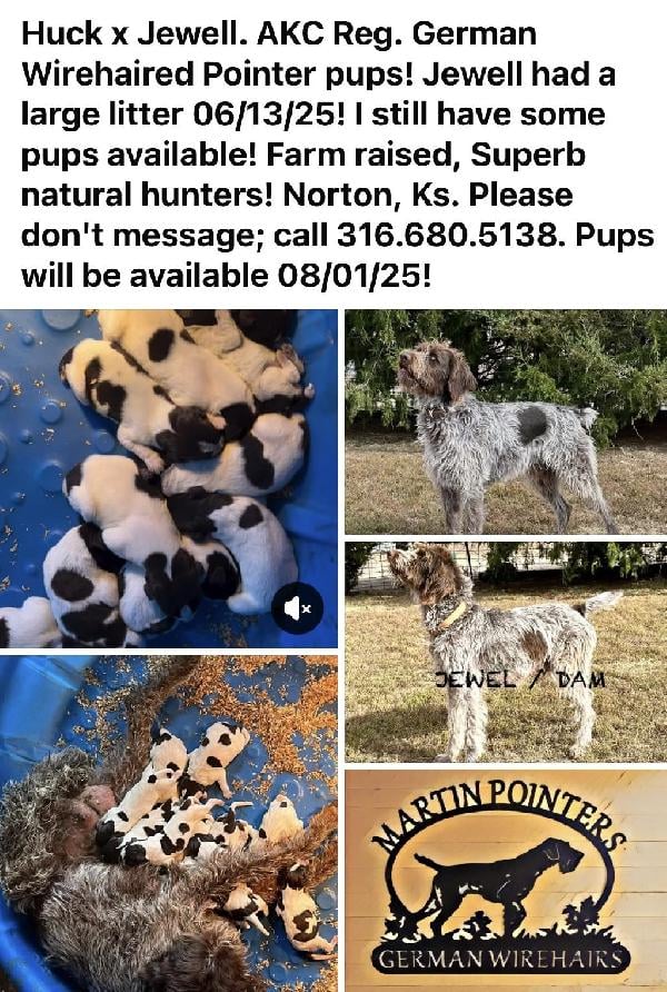 German Wirehaired Pointer