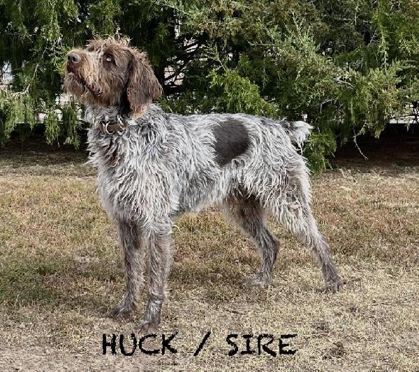 German Wirehaired Pointer