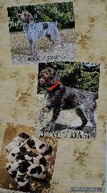 GERMAN WIREHAIRED POINTER PUPS.