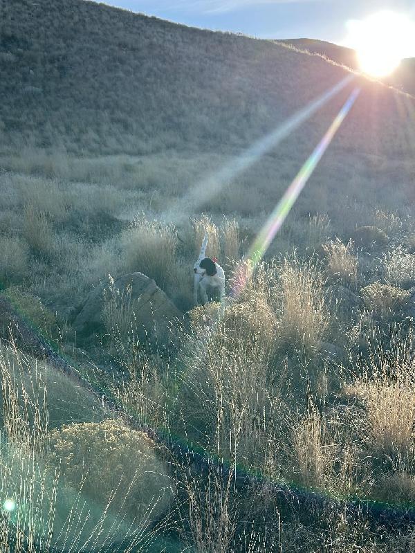 PAPERED FEMALE SETTER PUP English Setter
