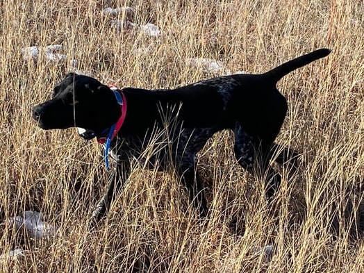 SCHWINNS FUNKY GSP PUPPIES - CH. BLOODLINES German Shorthaired Pointer