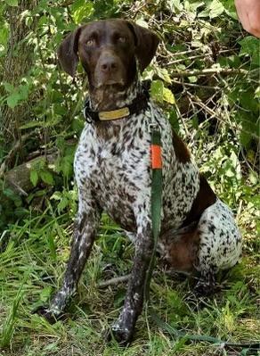 SCHWINN’S FUNKY GSP - CHAMPION BLOODLINES German Shorthaired Pointer