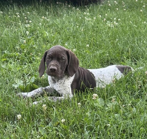 GERMAN SHORTHAIRED POINTERS German Shorthaired Pointer