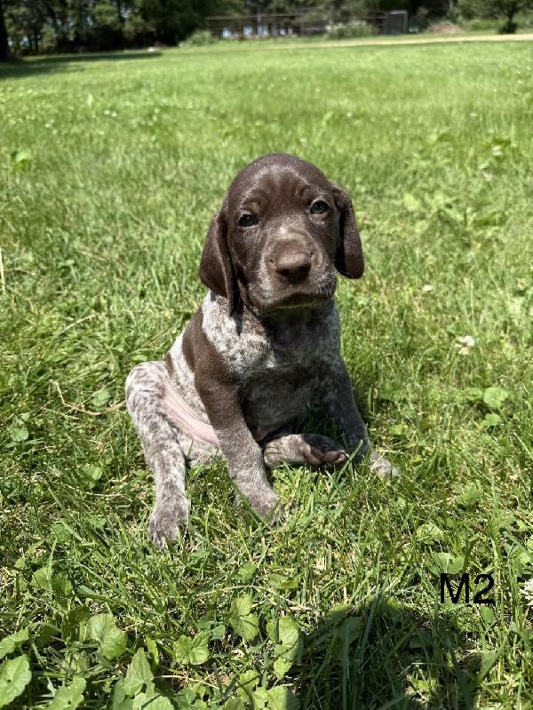 Male 2 A Charlie.jpeg