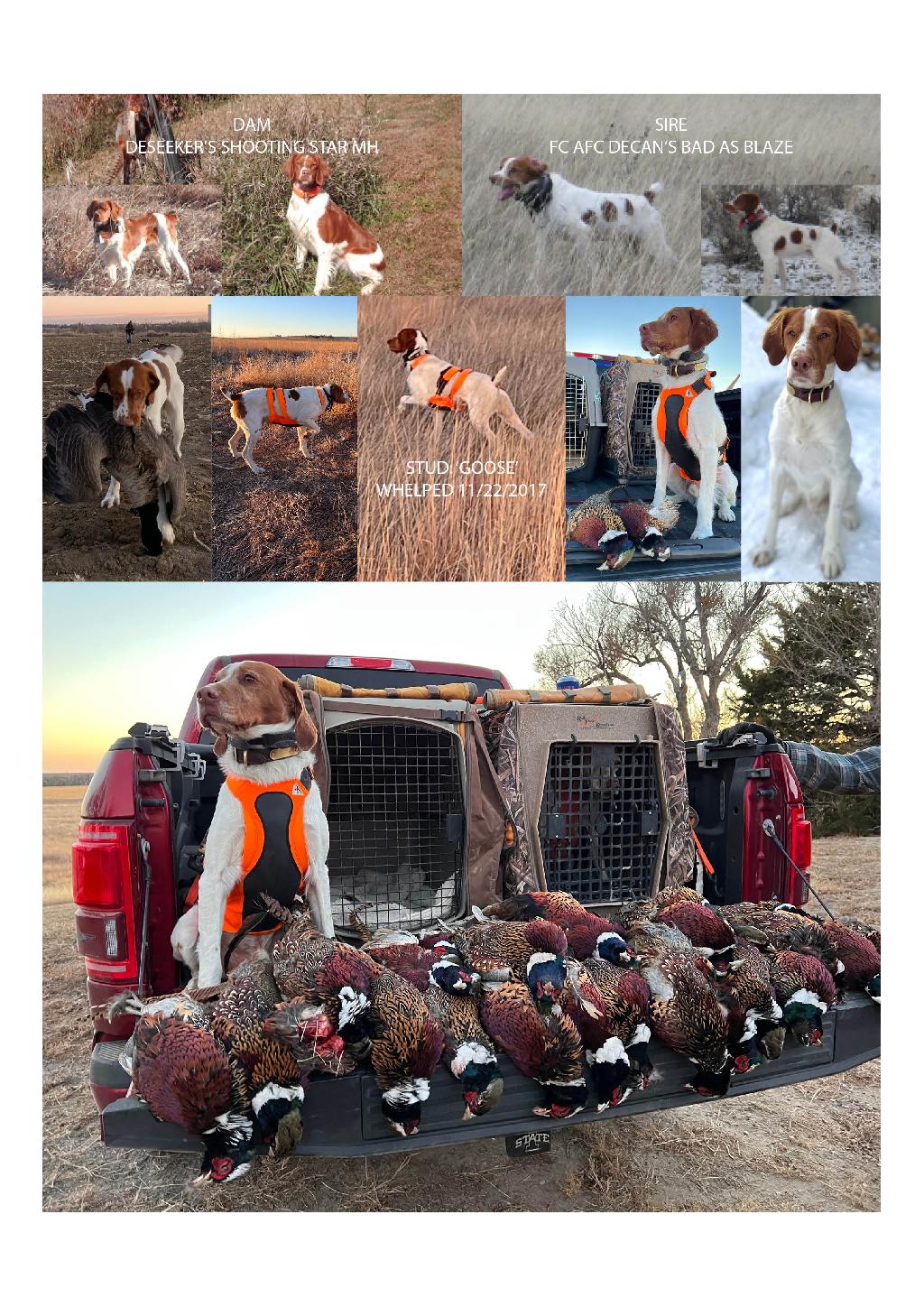 HOF BREEDING - WAITLIST FOR PUPPIES American Brittany