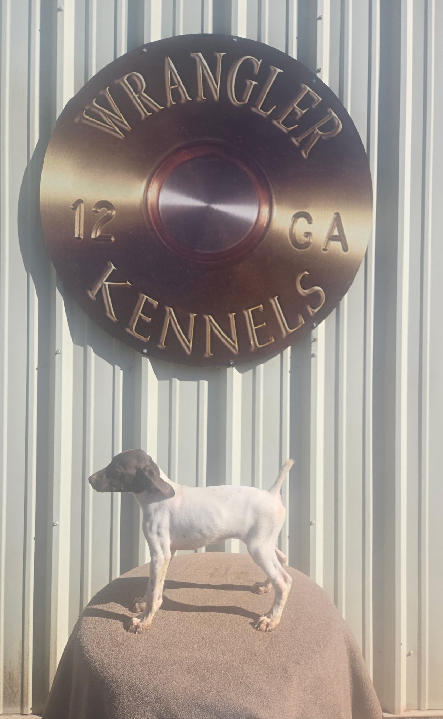 Female 1 German Shorthaired Pointer