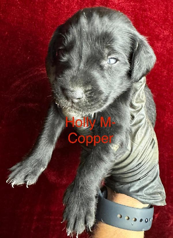 German Shorthaired Pointer