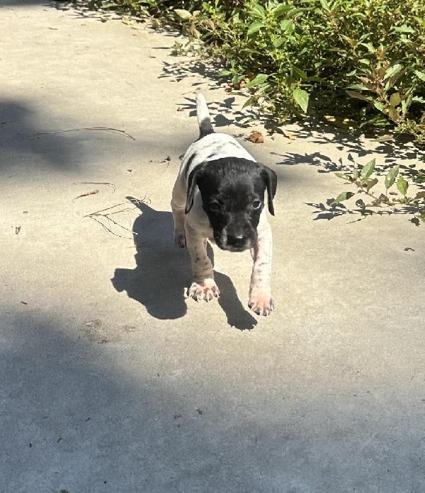 German Shorthaired Pointer