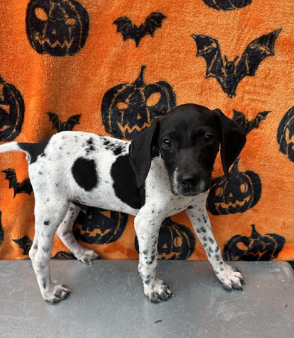 German Shorthaired Pointer