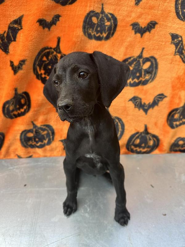 German Shorthaired Pointer