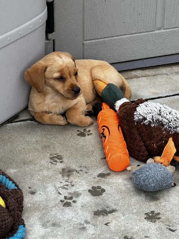 PREMIER AKC CHAMPION, BLOODLINE LABRADOR