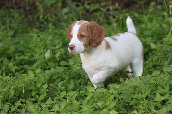 American Brittany