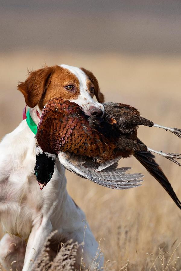 EXPERIENCED FINISHED ENGLISH SETTER