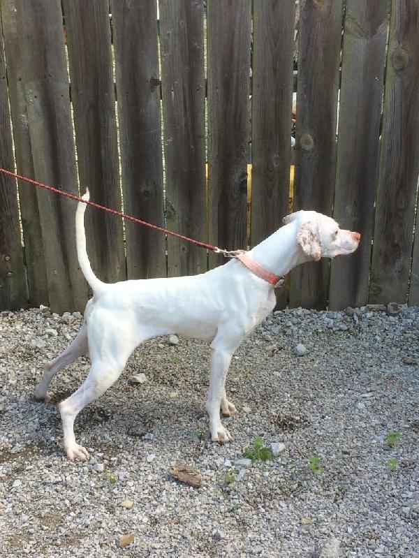 English Pointer
