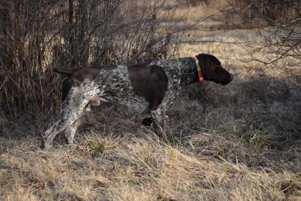 German Shorthaired Pointer