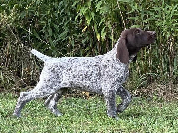 German Shorthaired Pointer
