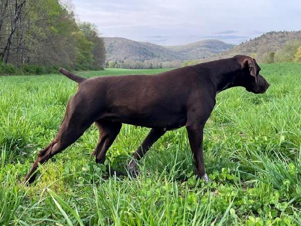 GERMAN SHORTHAIRED POINTER PUPPIES German Shorthaired Pointer