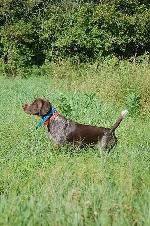 GERMAN SHORTHAIRED POINTER PUPPIES