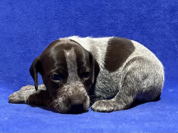 German Shorthaired Pointer