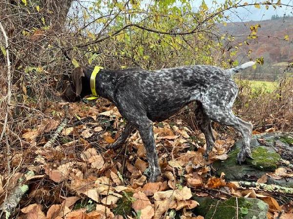 German Shorthaired Pointer