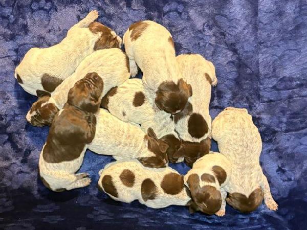 German Shorthaired Pointer