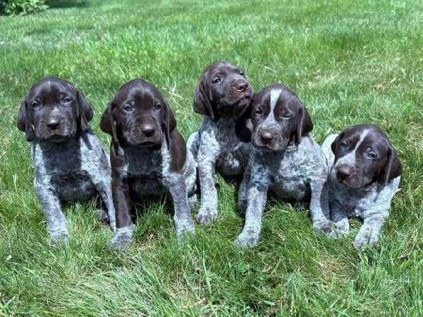 German Shorthaired Pointer