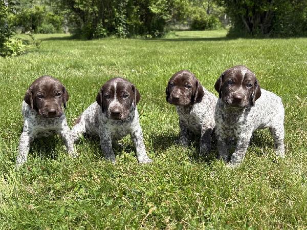 GERMAN SHORTHAIRED POINTER PUPPIES