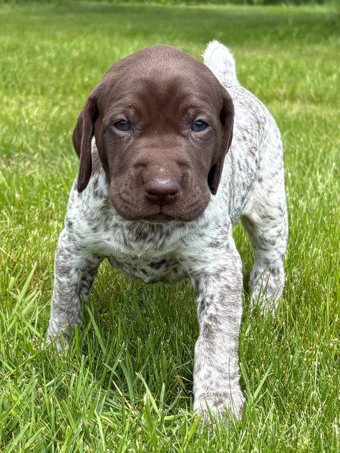 GERMAN SHORTHAIRED POINTER PUPPIES German Shorthaired Pointer